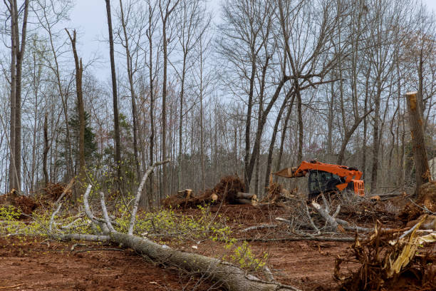  Lake Wilderness, VA Tree Removal Services Pros