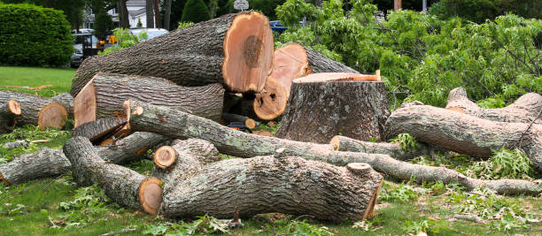 Best Tree Removal  in Lake Wilderness, VA