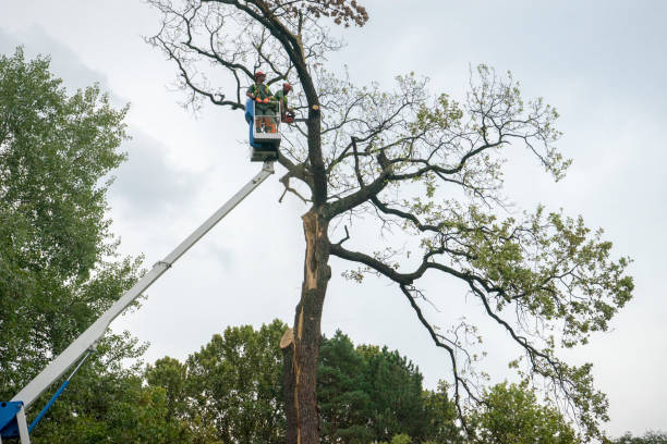 Best Tree Trimming and Pruning  in Lake Wilderness, VA